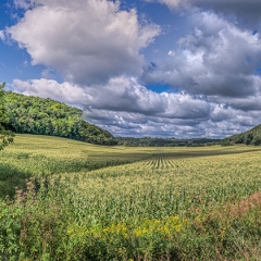 Corn Field