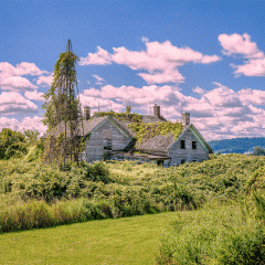 House Reclaimed by Nature