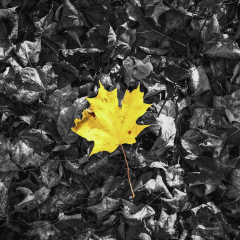 Damaged Leaf