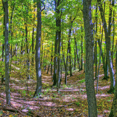 Trees