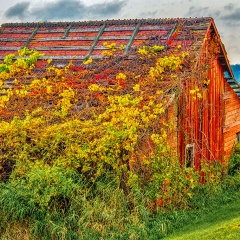 Farm Shed