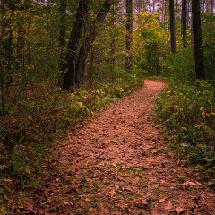 The Road Less Traveled