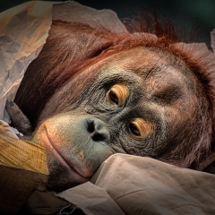 Orangutan at Rest